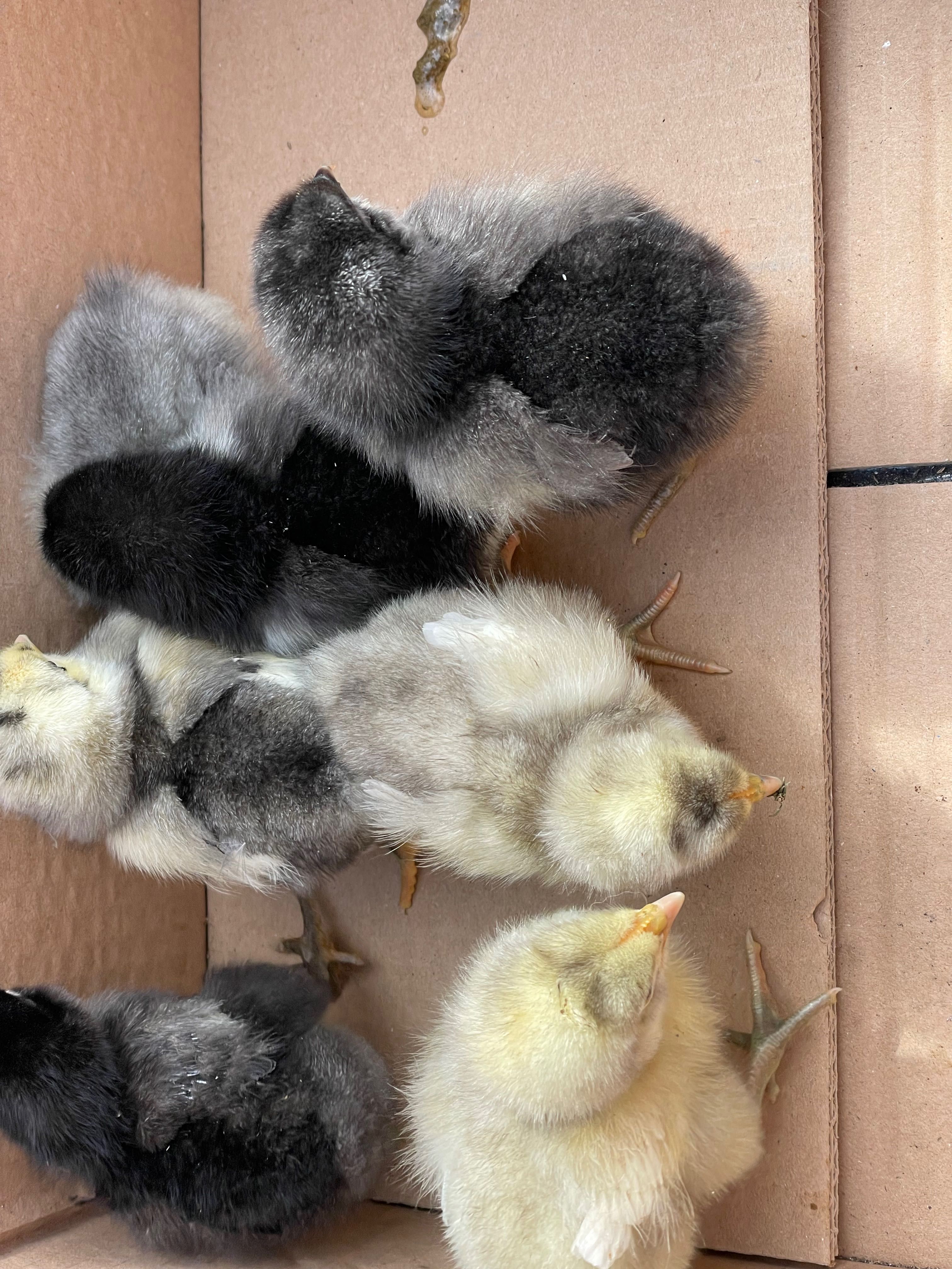 Australorp Albastru și Negru 3-5 zile