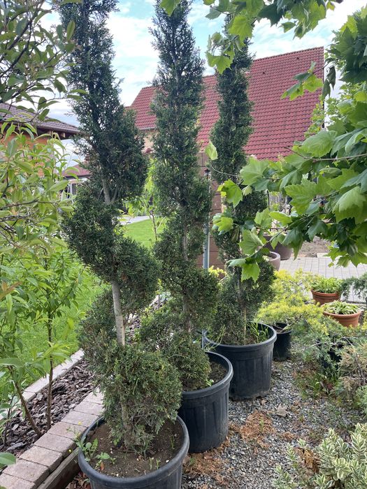 Plante ornamentale pentru gradina