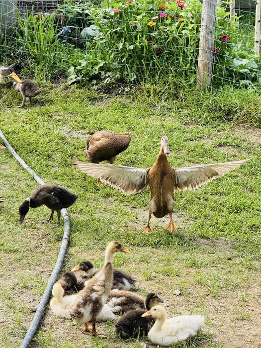 Vand  rate indiene alergatoare la reducere