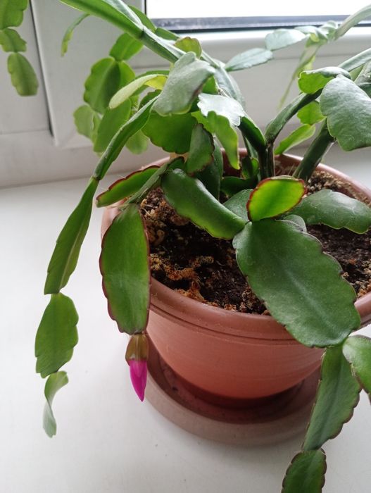 Продам декабрист розовый.