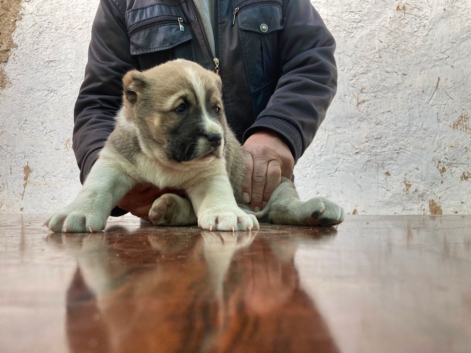 Щенок алабая ( мальчик ) супер гигант