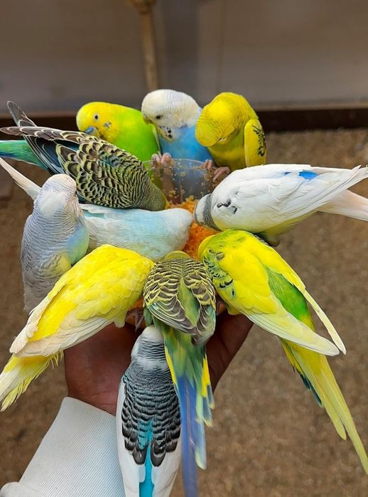 Попугай карелла волнистый неразлучник