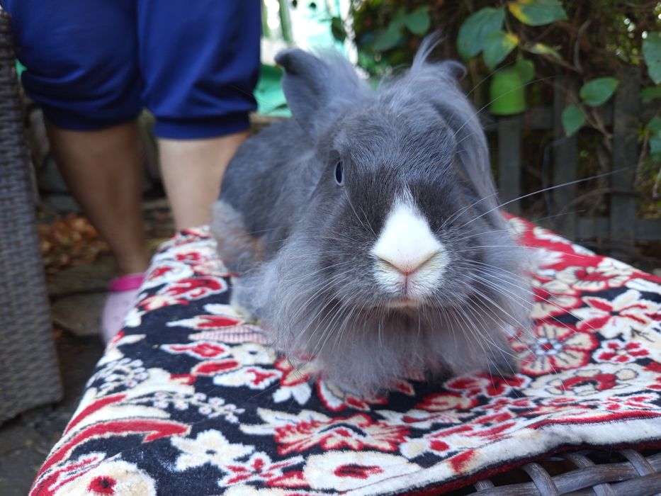 Pui de iepurași cap de leu - 50 lei