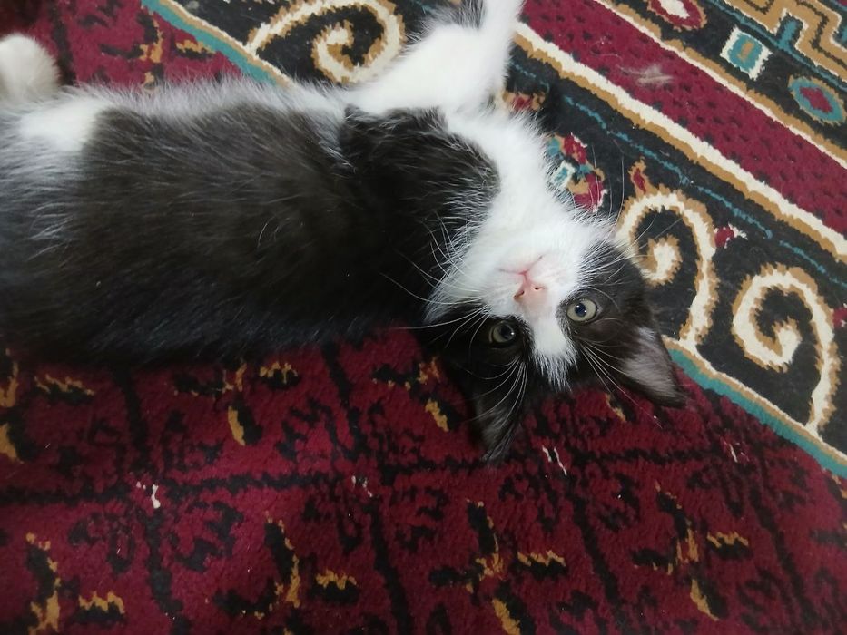 Zotli mushuk bolalari bepul