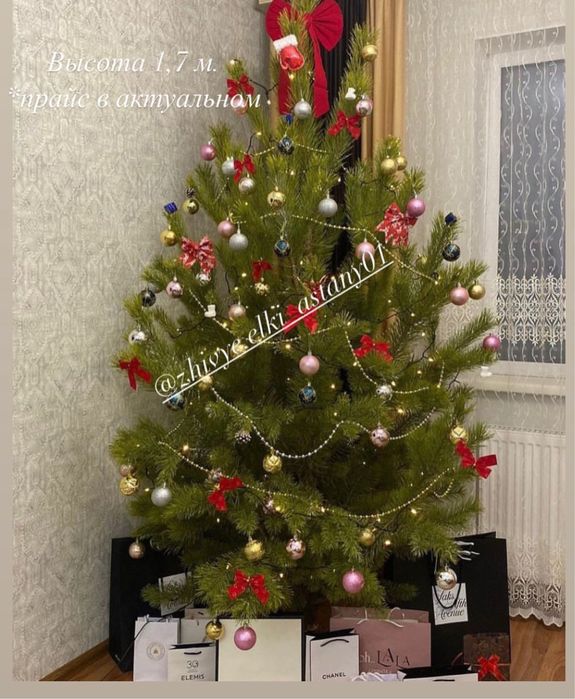 Новогодние Сосны и Ели