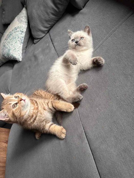 Британски късокосмести