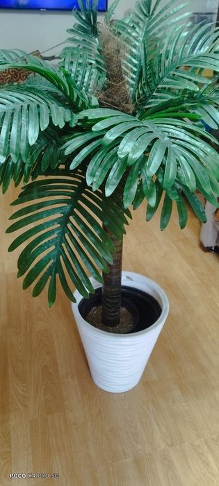 Декоративная пальма.