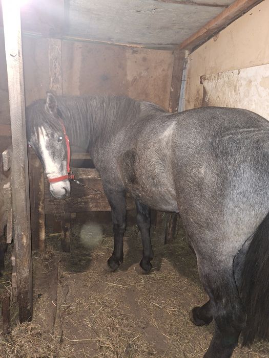 De vinzare sau schimb armăsar