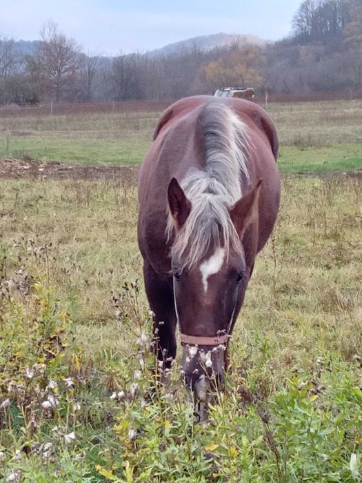 Manza de 2 ani jumate.