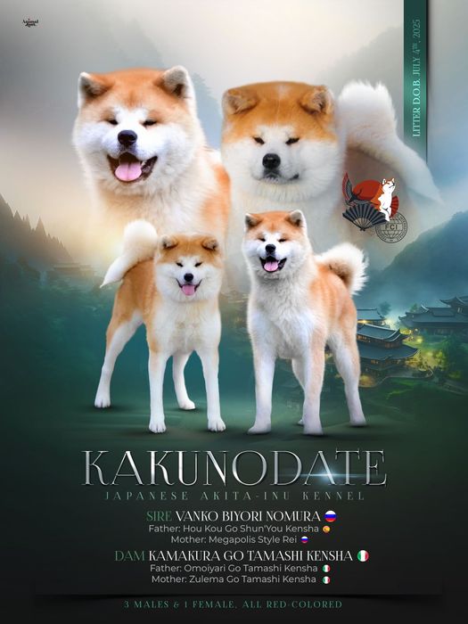Catelusa Akita cu par lung