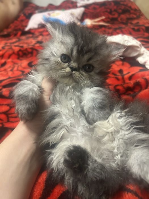 Pisicuta persana disponibila