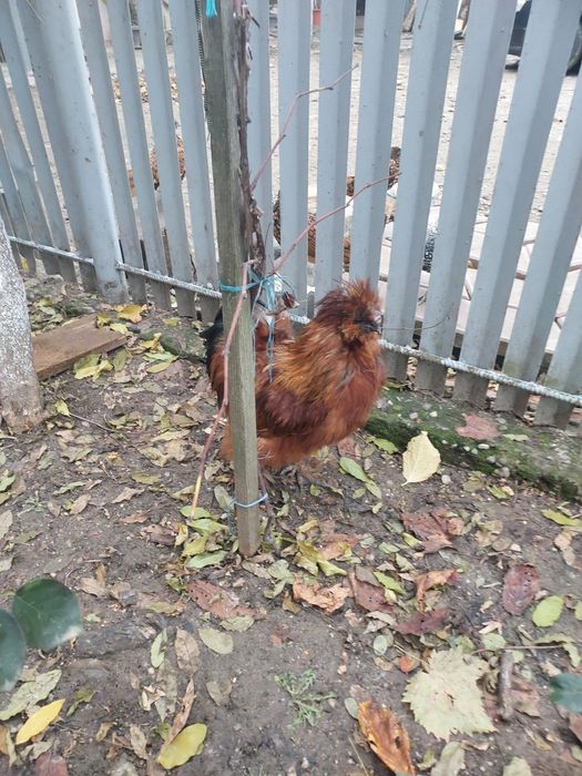 Vând cocoș mătase japoneză