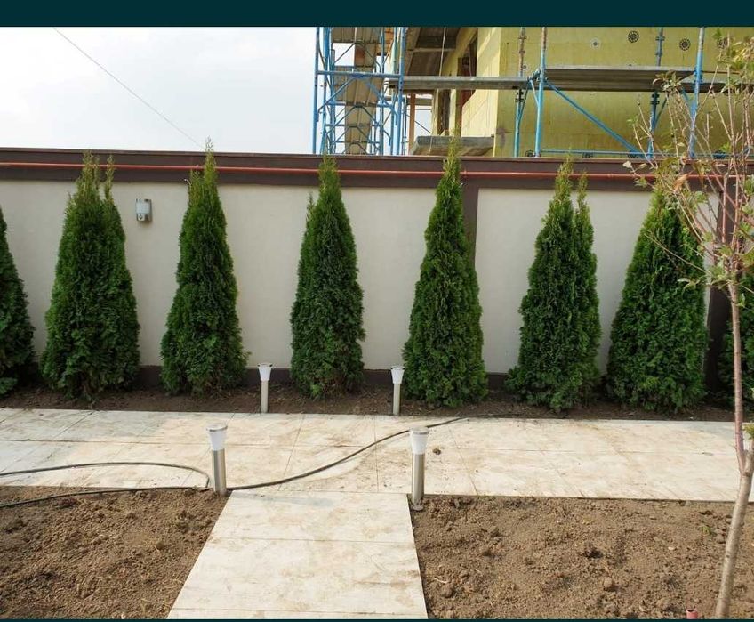 Tuia Smarald Plante Ornamentale