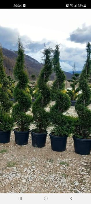 Vând plante ornamentale