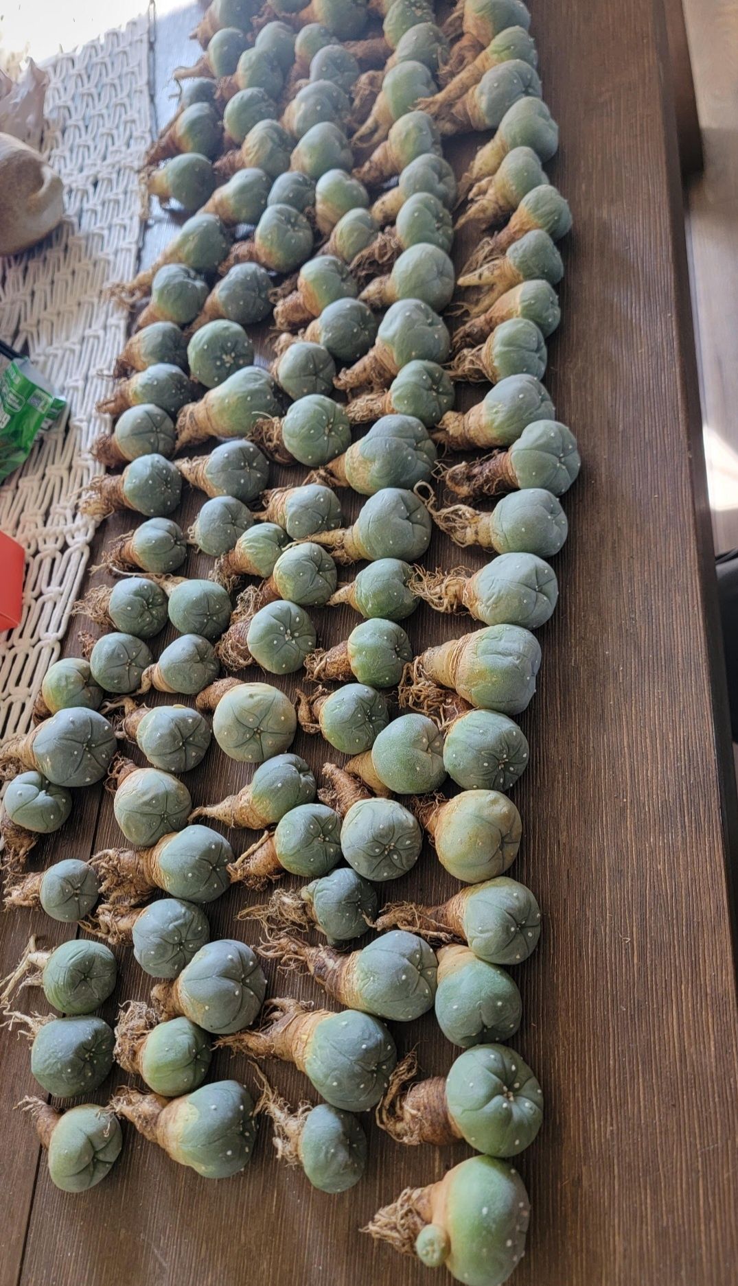 Кактус Пейот(Lophophora williamsii)