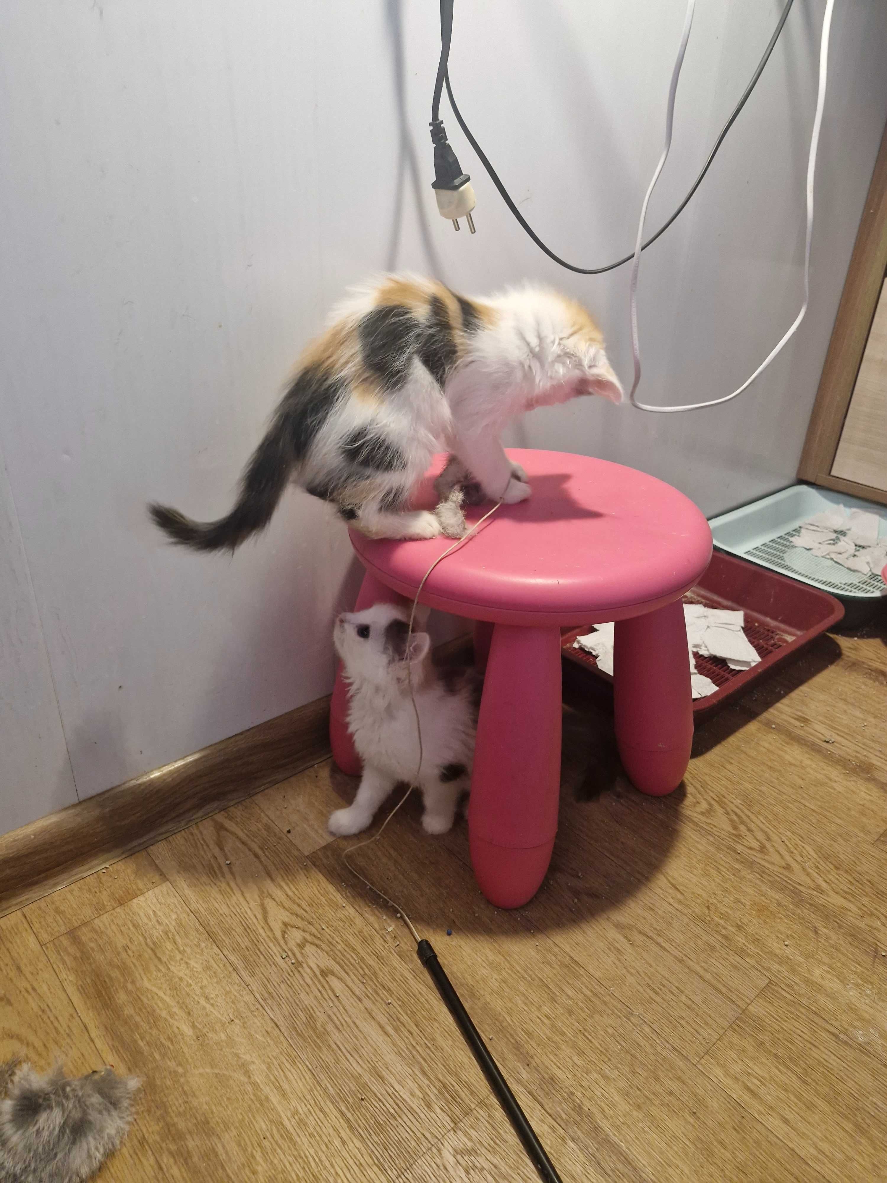 Отдадим котят ответственным людям