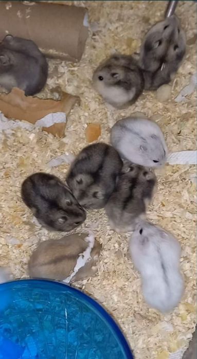 Hamsteri Siberieni