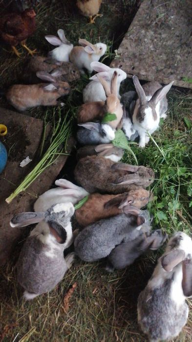 Iepuri de vânzare, schimb pe cereale  INCHID FERMA, VÂND TOT IEFTIN