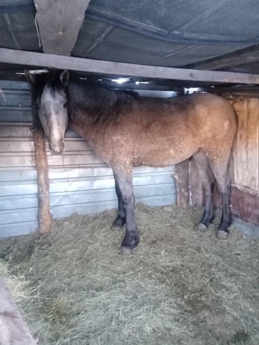 Продам откормленный тай