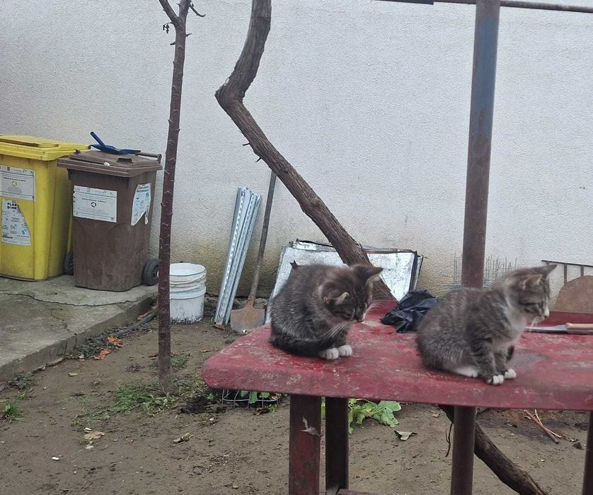 Motănei pentru adoptie