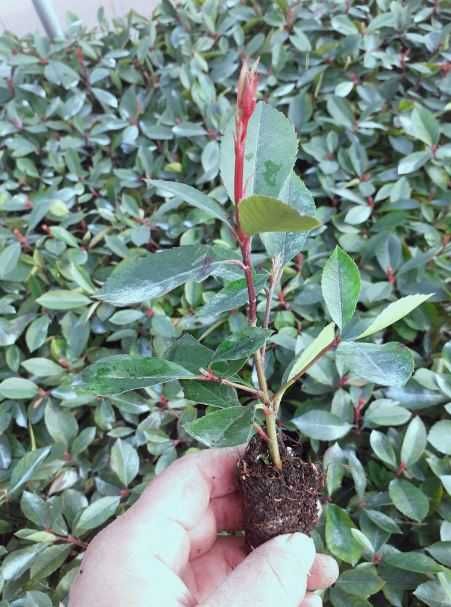 Photinia Fraseri Red Robin +/- 15 cm