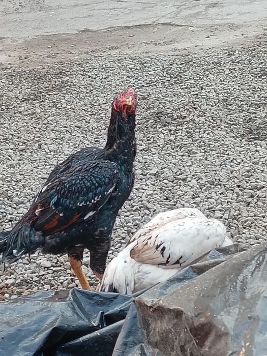 Yosh joja zotli joja