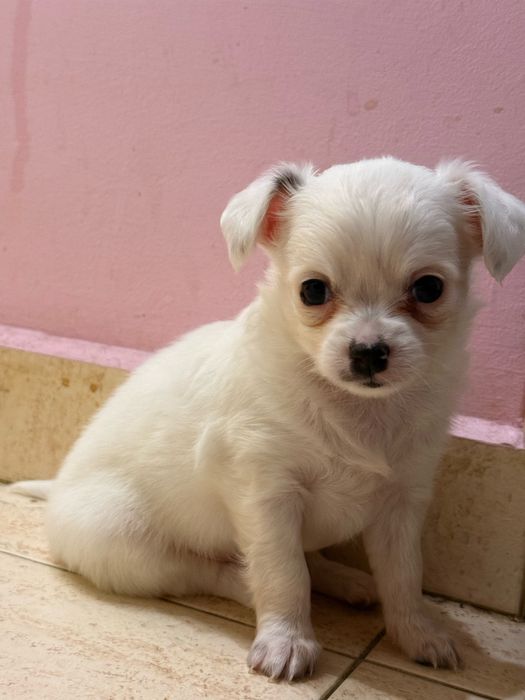 Продавам чихуахуа