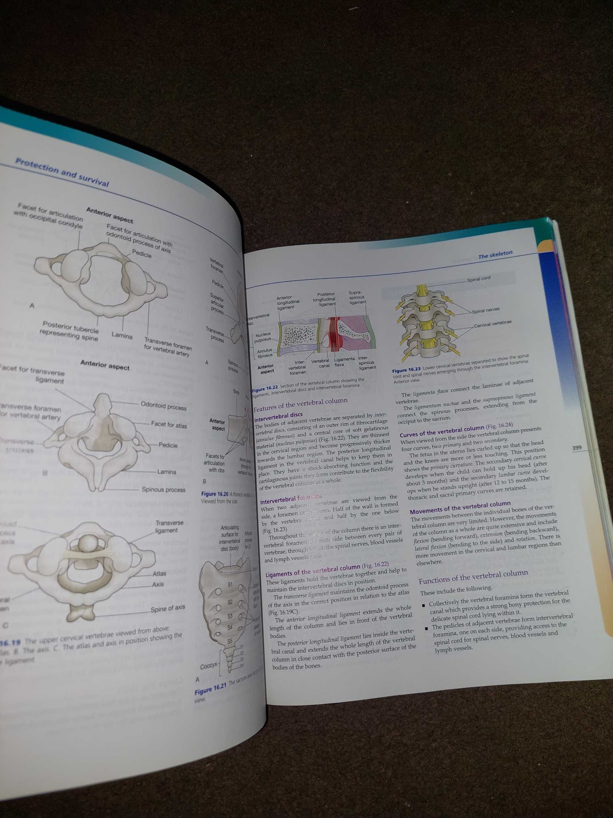 Anatomy and physiology