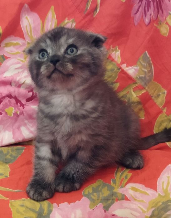Шотландские котята