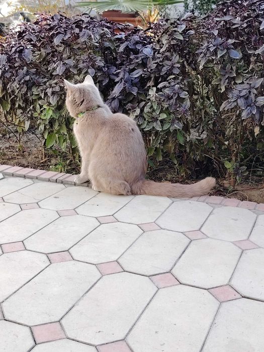 Скоттиш страйт Мушук