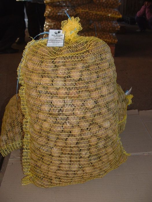 Градински орех и орехова ядка прясна реколта 2024