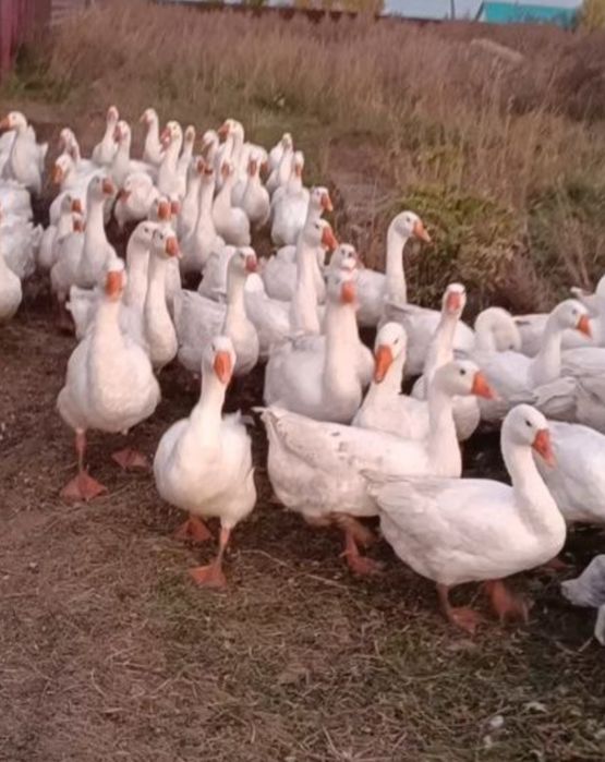 Продам домашних гусей породы Линда живым весом
