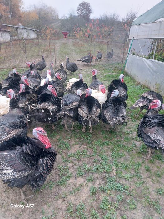 Vând curcani și curci