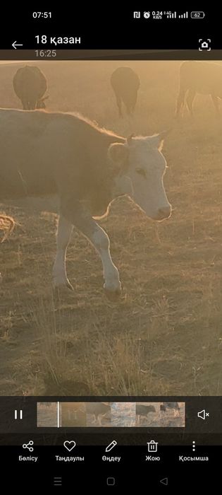 Малданғанға борлағанға жас сиырлар