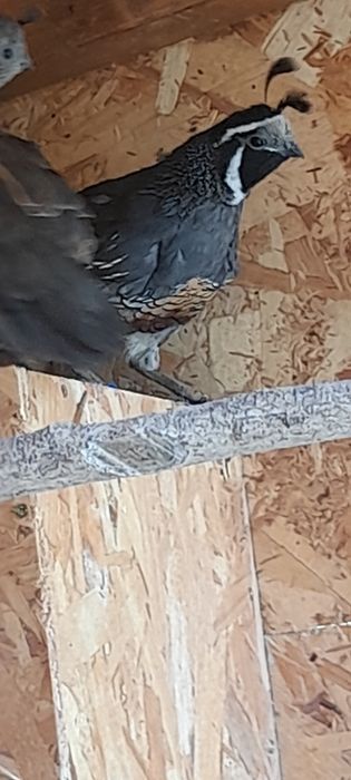 Prepelite California