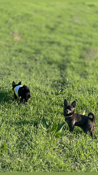 К продаже готовятся чистокровные МИНИ Чихуахуа