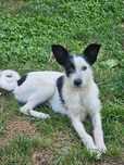 Cățelușă spre adopție