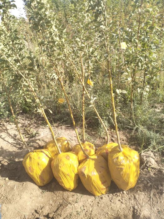 Жеміс ағаштар