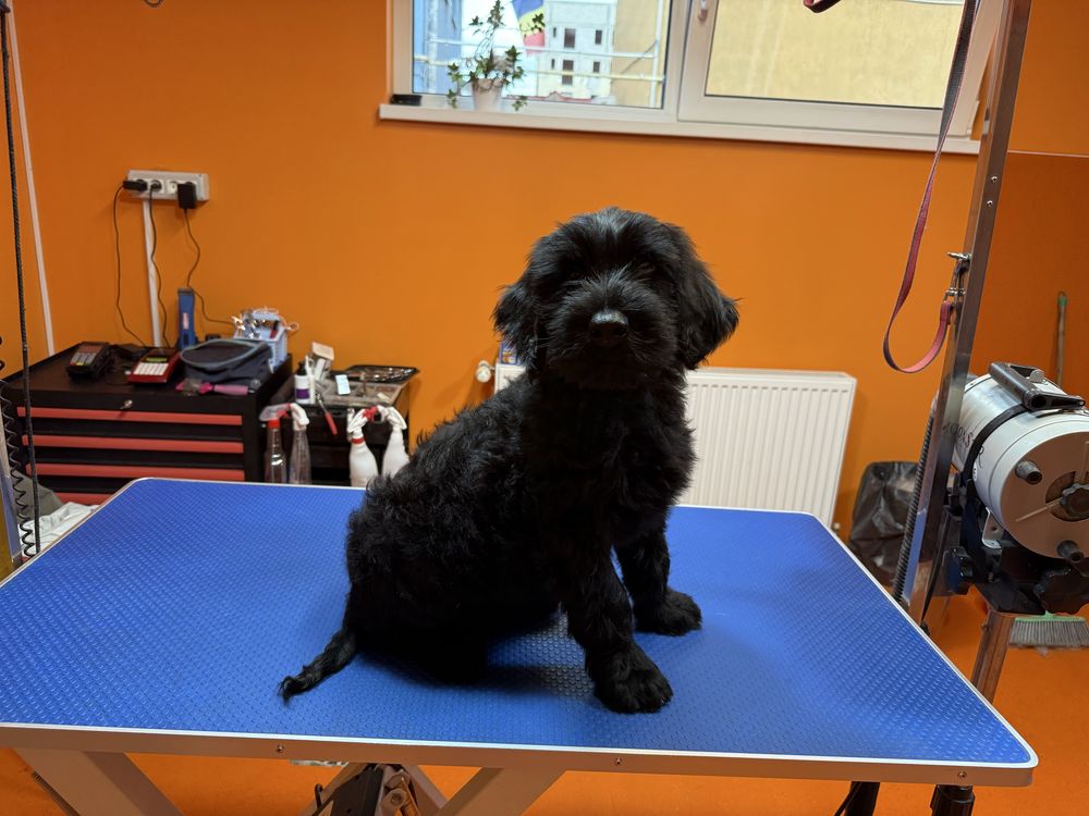 Puiut Schnauzer Urias , 12 sapt. , mascul.