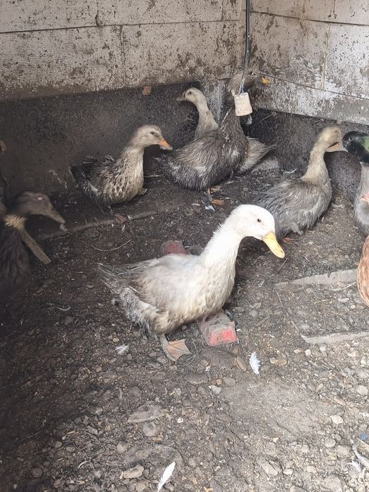 Vând rate mute,românești,pekin