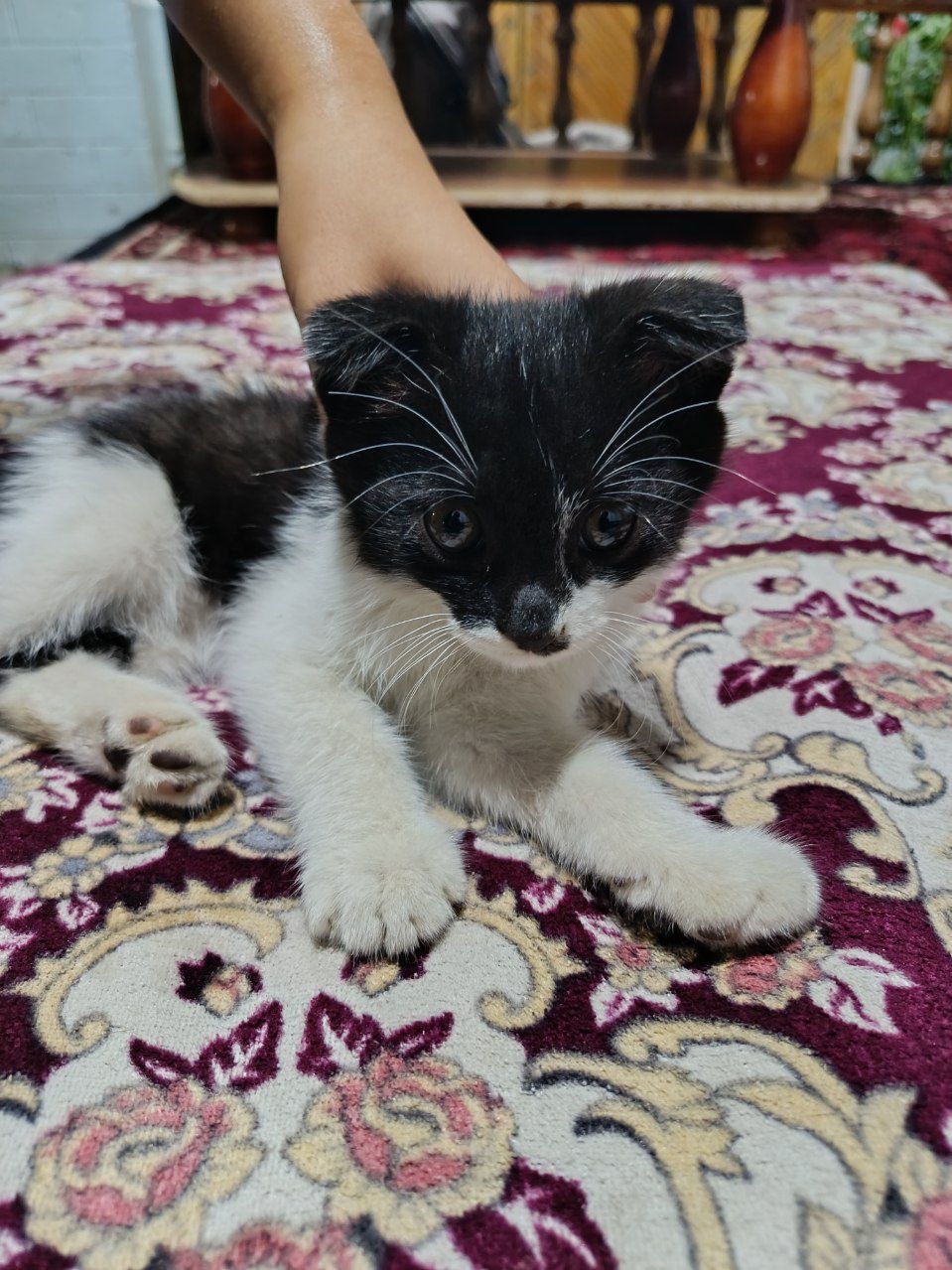 Bakira mushuk soğlom