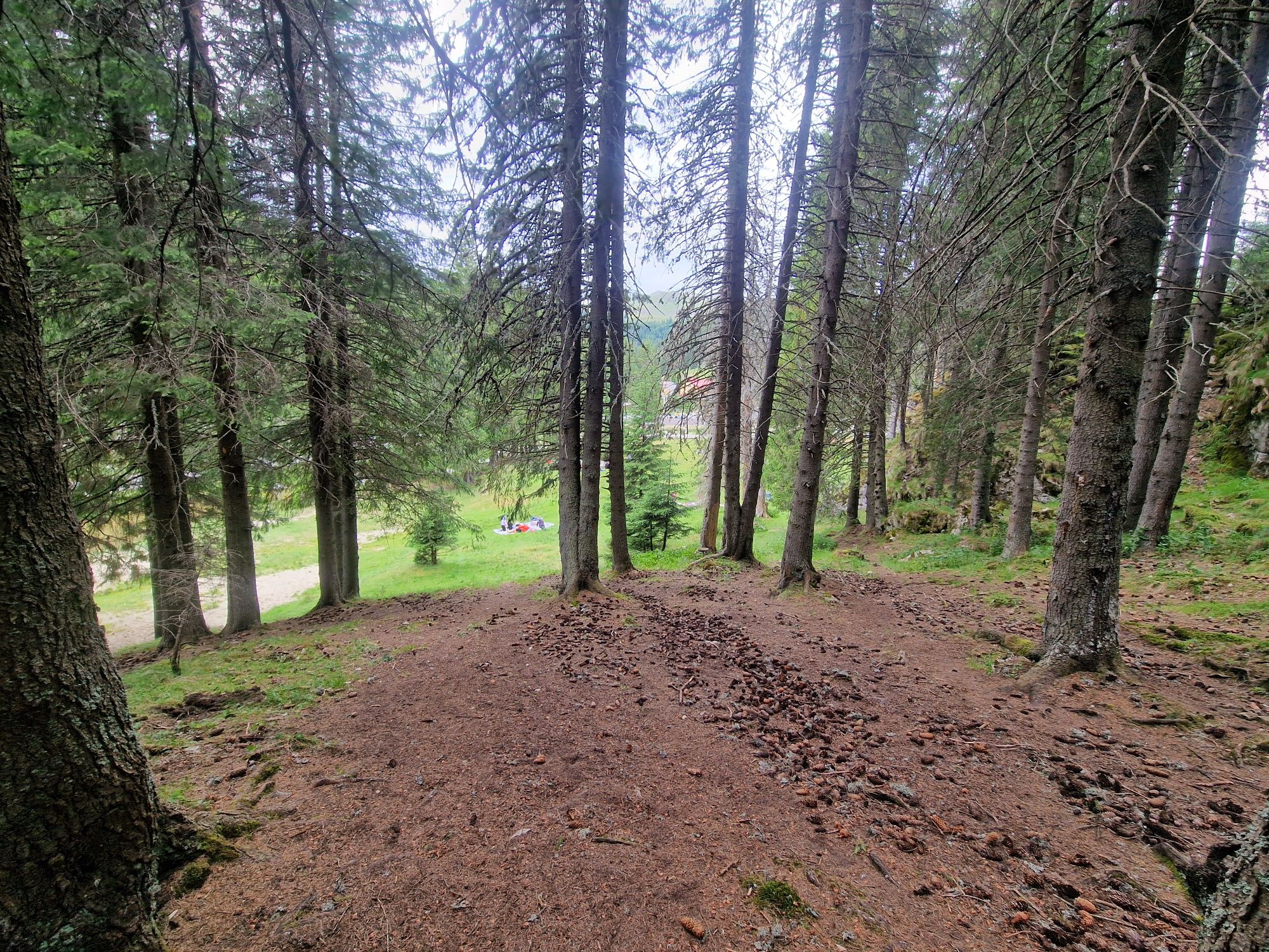 Vand teren cu apă și pădure!