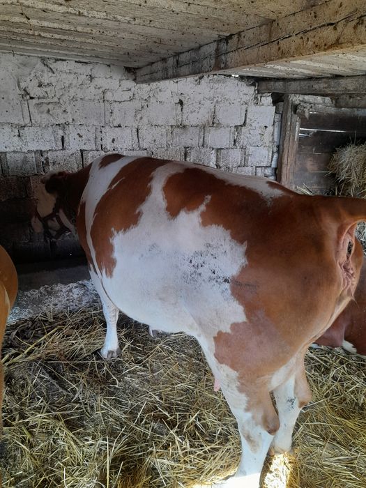 Vaca de vanzare.