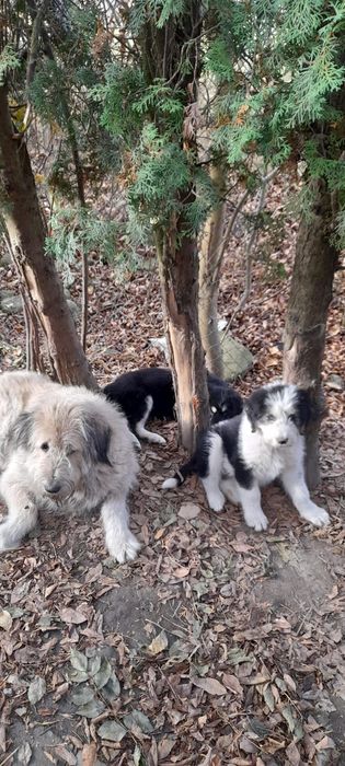 Donatie pui de ciobănesc