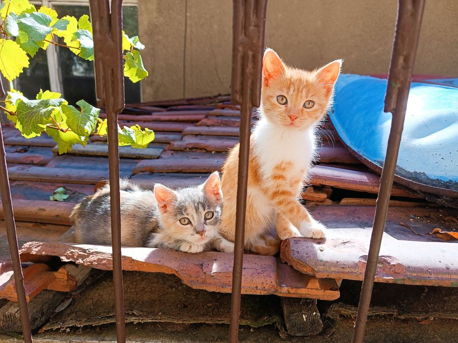 Подарявам женски котета