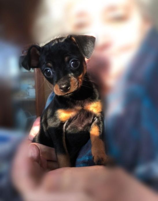 Пинчер мини чистокровный цена аканчательно