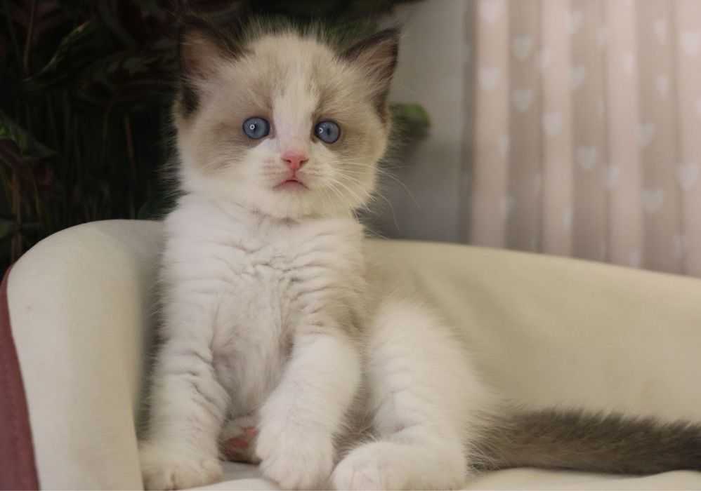 Рэгдоллы Ragdoll