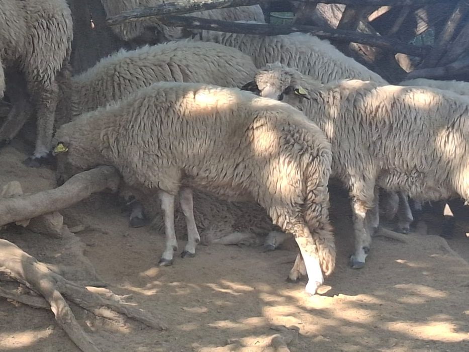 Oi DE vânzare pret negociabil