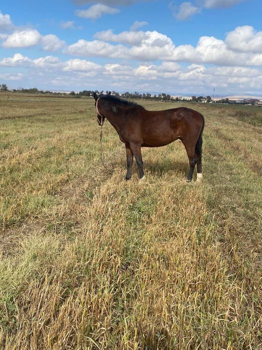 3yoshli zottor ot sotiladi