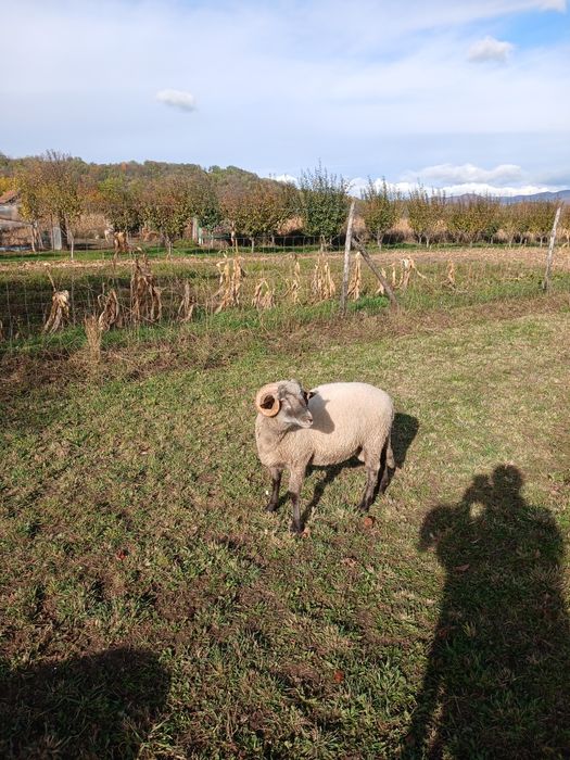 Berbecuti tineri din primăvară